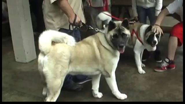 Akitas of Florida - A Celebration