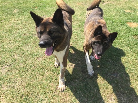 Akita Rescue Society Of Florida