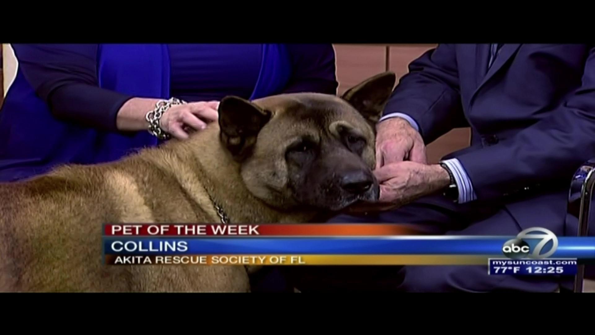 Collins_3_24_17