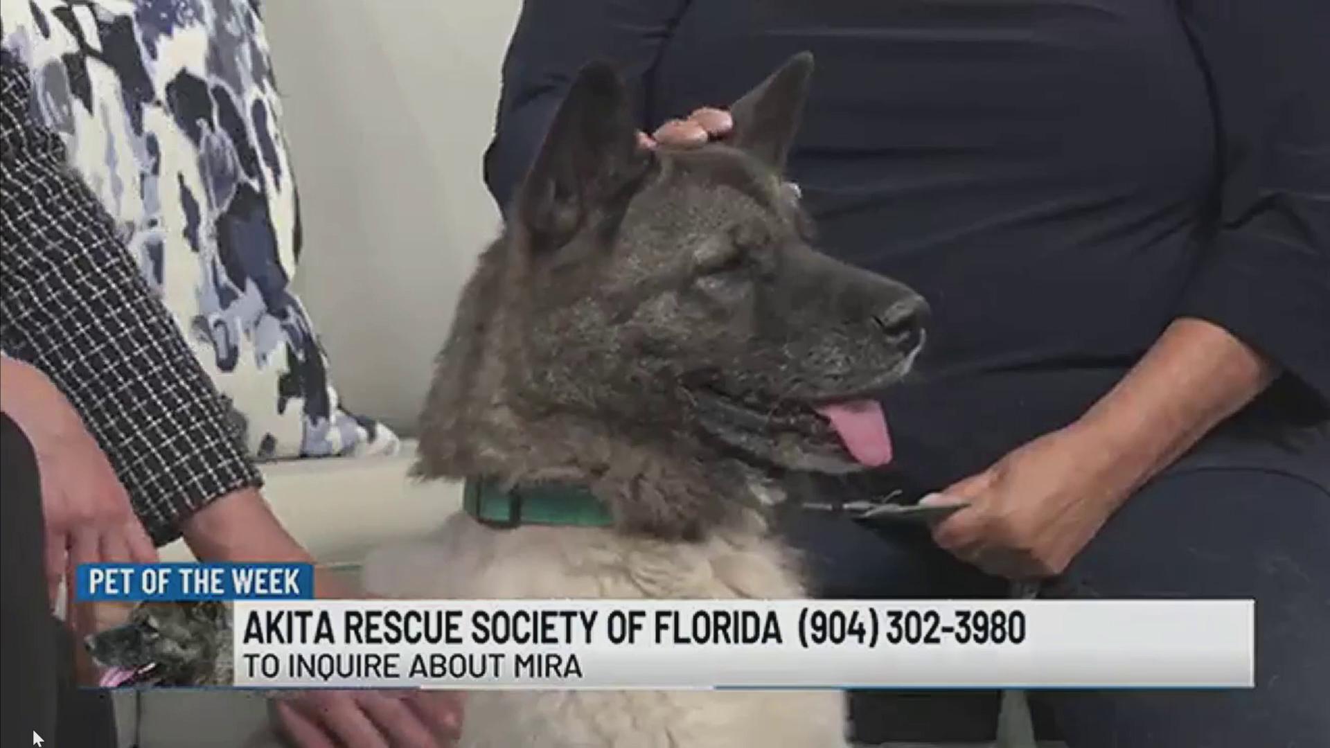 mira