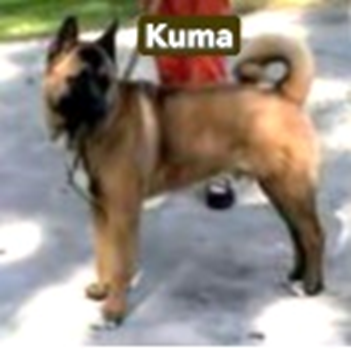 Kuma Photo