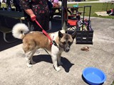 FB_IMG_1460307344324